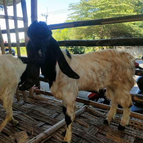 kambing qurban