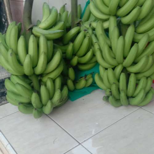Segala pisang mentah