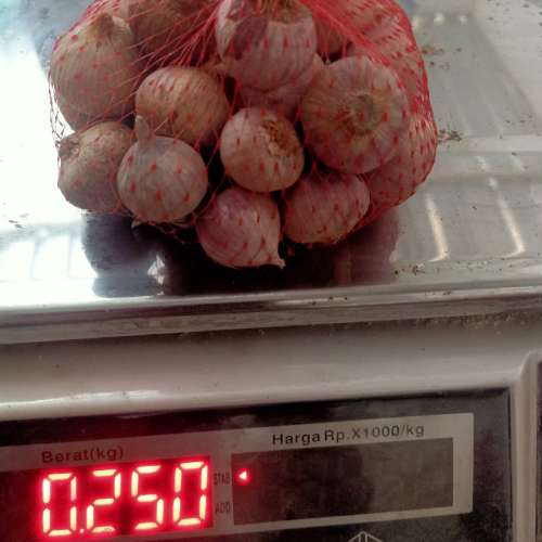 Bawang LANANG  Premium