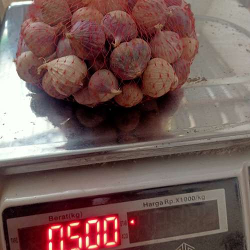 Bawang LANANG Premium