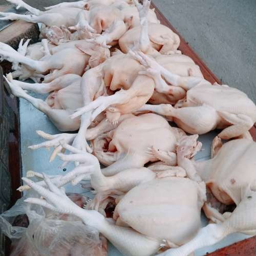 Ayam potong segar dan fres