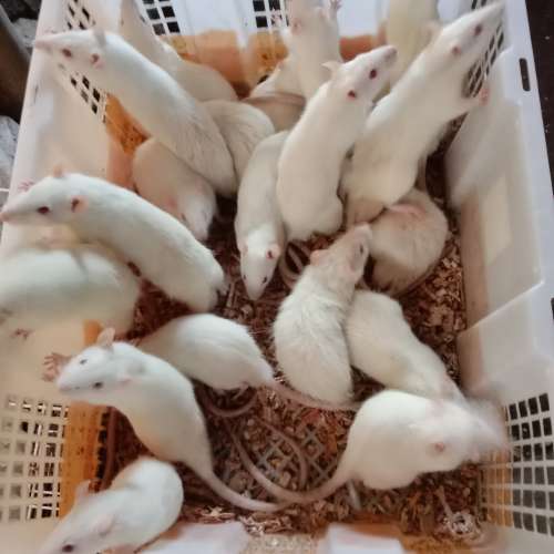 Tikus Rat indukan
