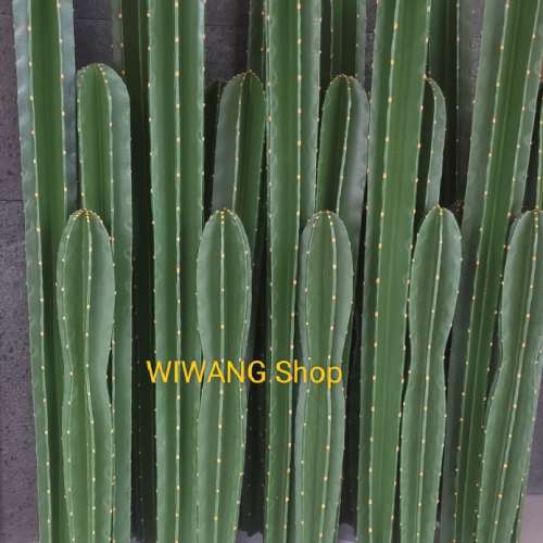🌵 Artificial/Imitasi