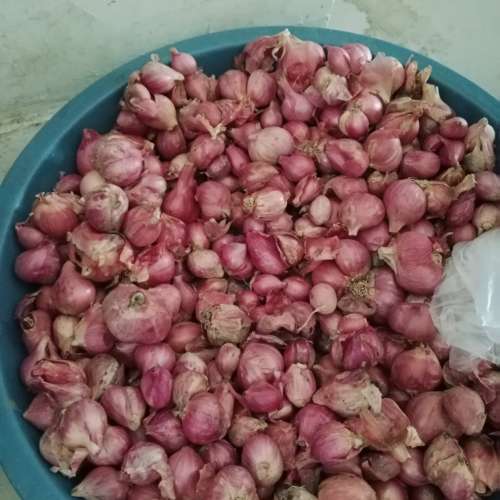 Bawang merah kering ( habis)