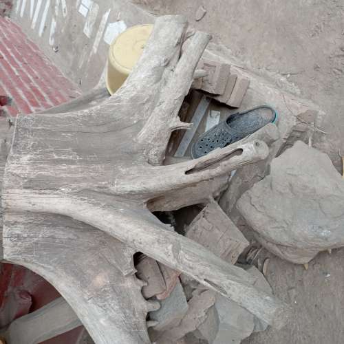 Akar kayu jati