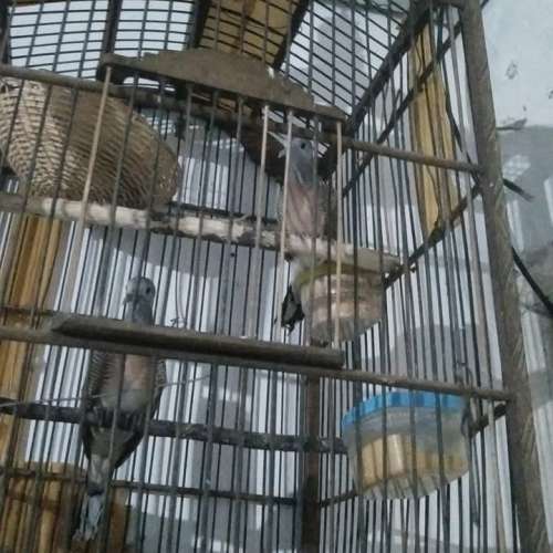 Budidaya burung perkutut