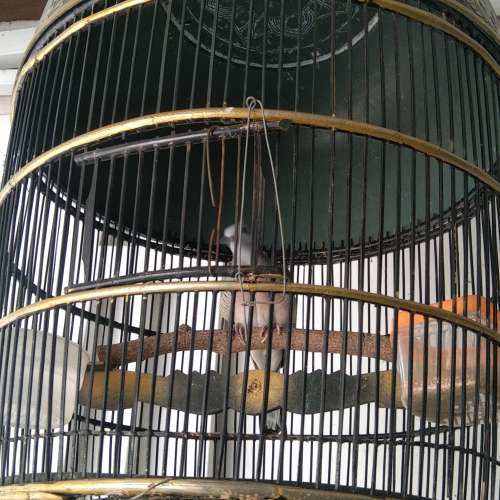 Budidaya kutut Bangkok