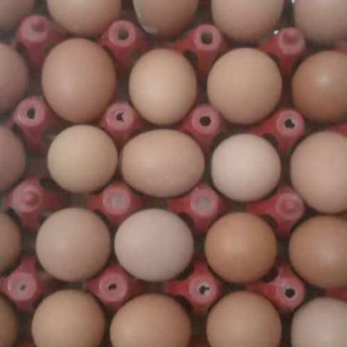 Telur ayam