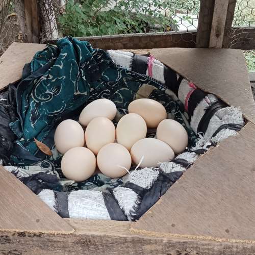 Telur ayam kampung