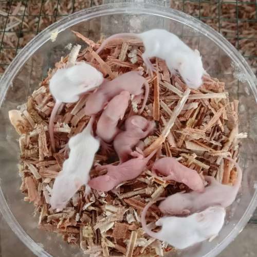 Pinkys / cindil mencit