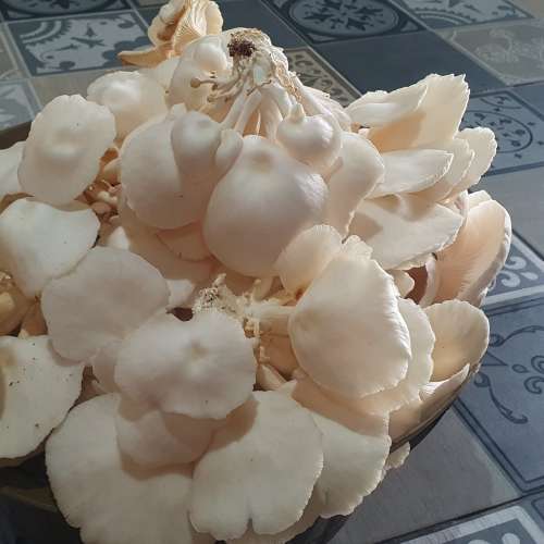Jamur Tiram Putih Fresh (Pleurotus ostreatus)