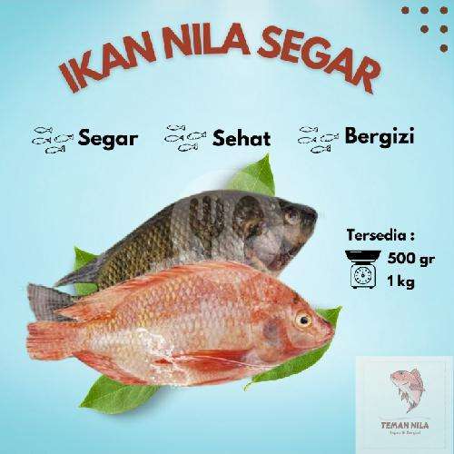 Ikan Nila Hitam Konsumsi