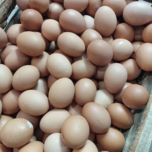 Telur horn (HABIS)