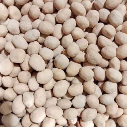 Kacang atom ¼