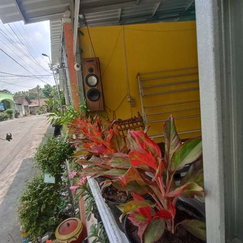 Kembang Aglonema