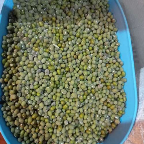Kacang ijo 1kg (habis)