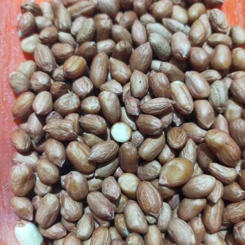 Kacang ose