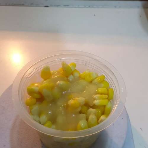 Jasusu (jagung susu)