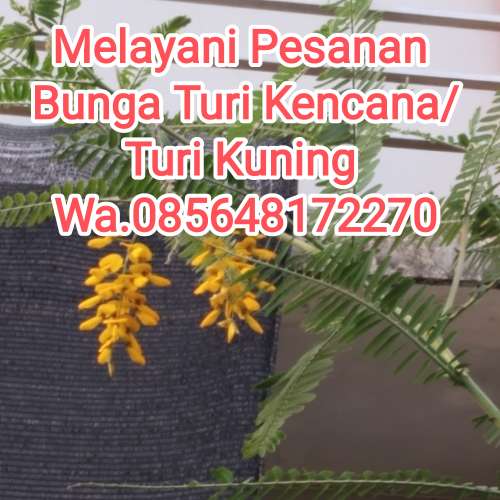 Bunga Turi kencana/dompol (hanya COD)