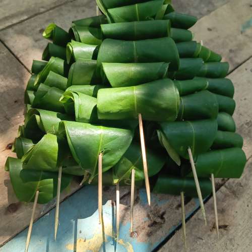 Daun Salam
