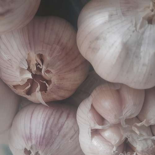 Bawang putih