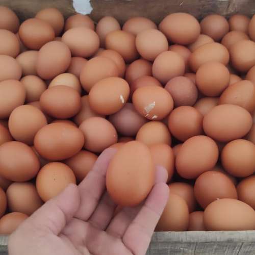 Telur ayam negri coklat 1 kg