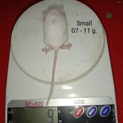 Mencit small