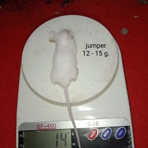 mencit jumper
