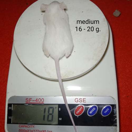 Mencit medium