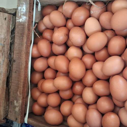 TELUR HORN TELUR AYAM NEGERI 1KG