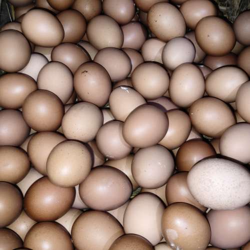 Telur