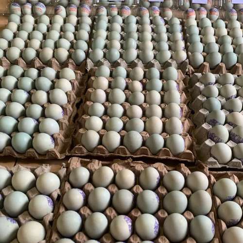 TELUR ASIN MASIR