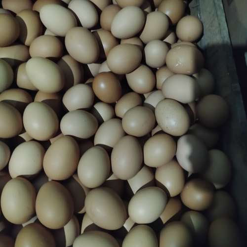 Telur 1 peti