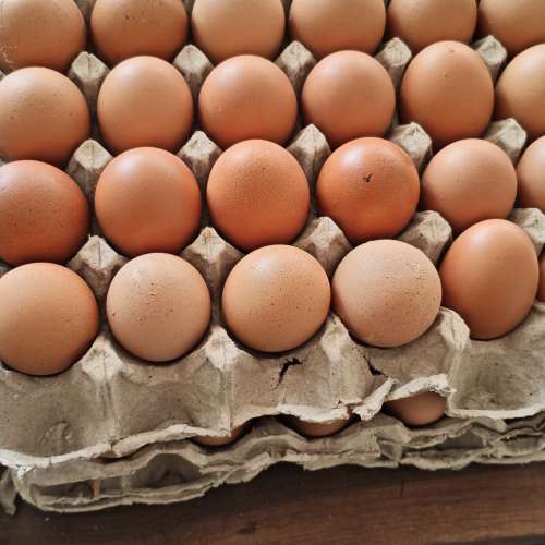 Telur ayam