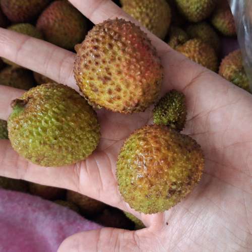LECI MADU FRESH 1KG