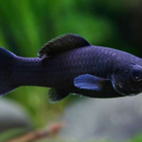 Black Molly