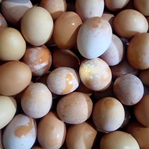 Telur ayam