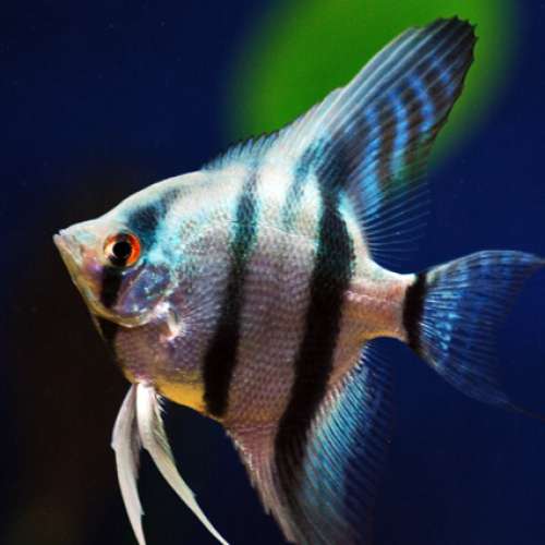Ikan Hias Manfish tri Color