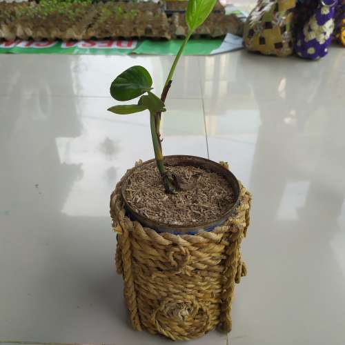 Pot Bunga