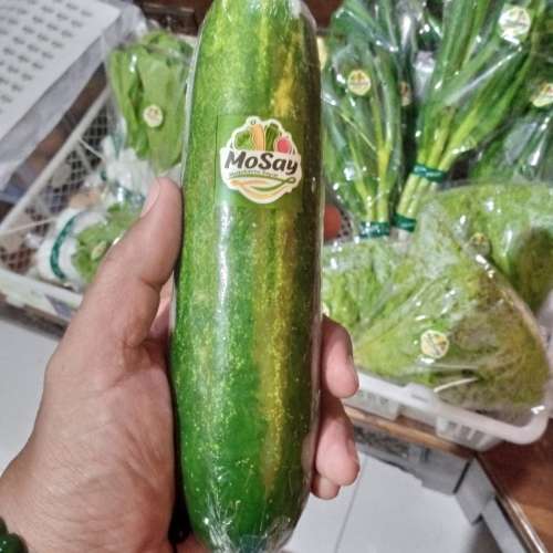 TIMUN BESAR SAYUR