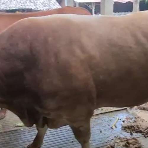 Hewan Ternak (Sapi)