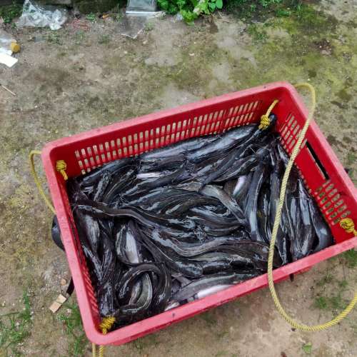 ikan lele konsumsi segar