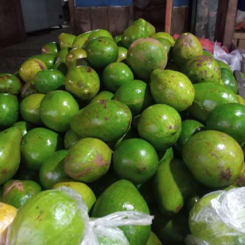 ALPOKAT MENTEGA BUAH