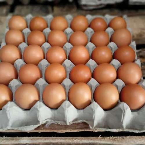Telur