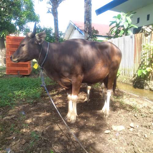 Hewan ternak ( Sapi )